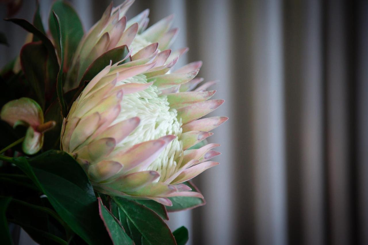 The Northcliff Boutique Hotel Johannesbourg Extérieur photo
